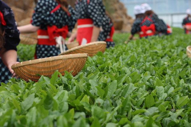 Зелений чай, Китай, фото
