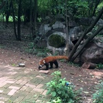 Червона панда