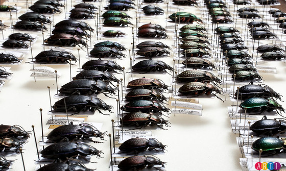 колекція комах