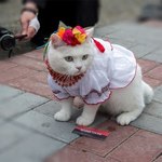 Ukrainian costume for cat
