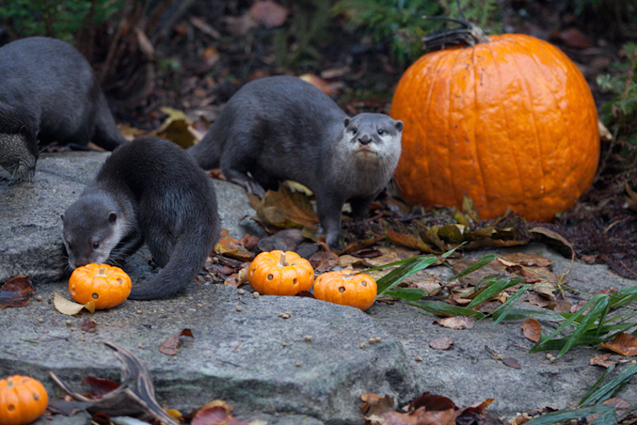 Pumpkin Bash Woodland Park Zoo