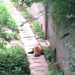 Червона панда (фото)