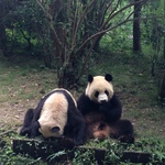 найбільший заповідник панд в Китаї (фото)