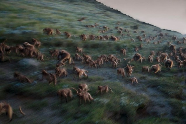 Найкращі фотографії 2017 року за версією National Geographic 1/1