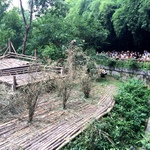 найбільший заповідник панд, Китай (фото)