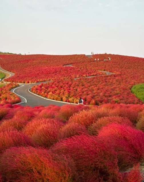 Національний парк Хітачі в Японії