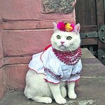 Ukrainian costume for cat (photo)