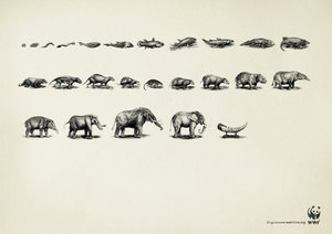 Еволюція - соціальна реклама про захист тварин