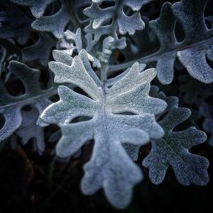 Український фотограф Віталій Марчук створює неймовірні макрофотографії квітів та рослин за допомогою смартфона 2/3