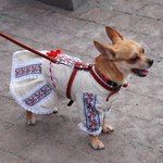 Ukrainian embroidered costume for pet