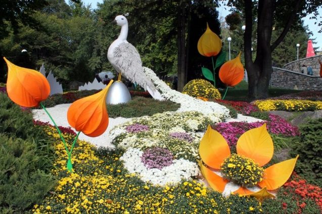 На співочому полі у Києві проходить 64-й фестиваль хризантем (Фото) 1/1