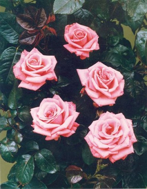 Агата Крісті, троянди