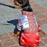 Ukrainian costume for pets (photo)