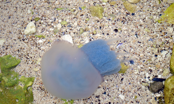 Медуза кольору моря