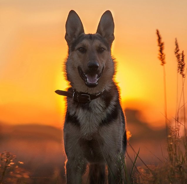 Сергій Полюшко - український фотограф, який створює неймовірні кадри. 1/1