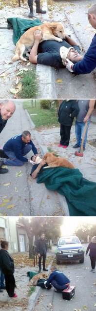 Історії собак, які покажуть, що таке любов насправді 1/1