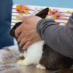 кролик (фото)