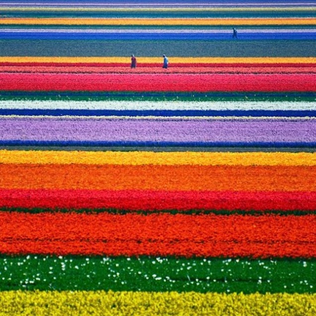 Тюльпанові поля в Нідерландах