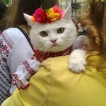 Ukrainian embroidered costume for cat (photo)