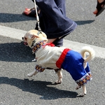 Ukrainian costume for dogs