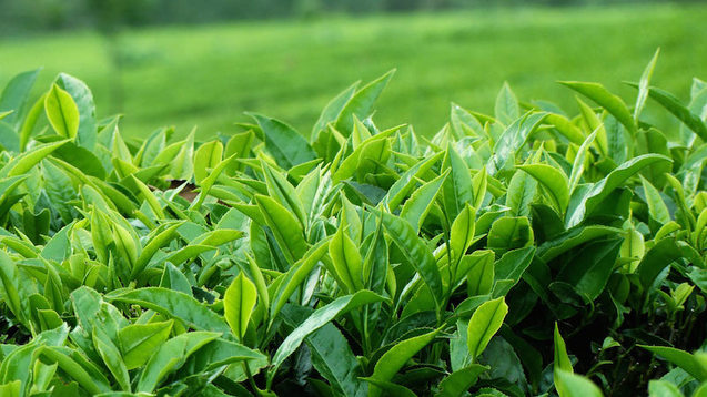 Зелений чай. Китай