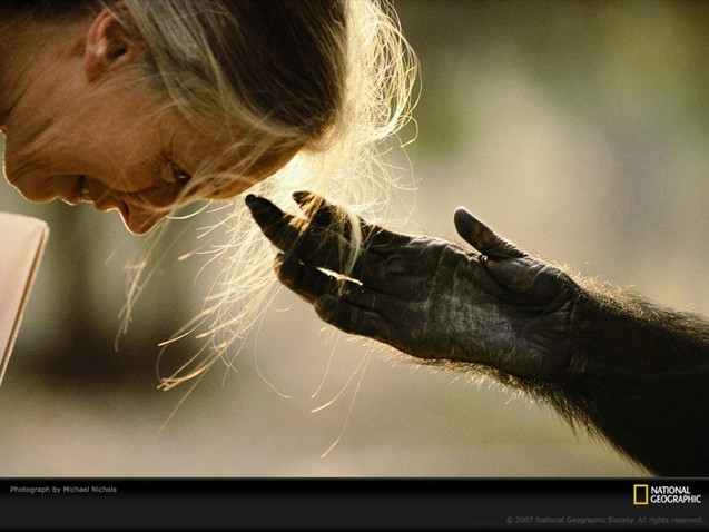 National Geographic. Безстрашна Джейн Ґудолл