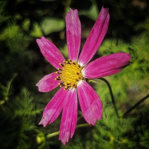 Український фотограф Віталій Марчук створює неймовірні макрофотографії квітів та рослин за допомогою смартфона 3/3