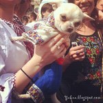 Ukrainian embroidered costume for pet (photo)