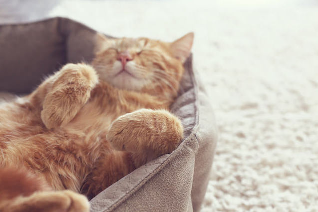 Що не люблять коти 1/1
