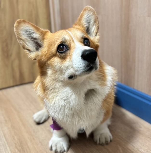 3 найчастіші питання власників про стерилізацію собак  1/1