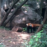 бурі панди (фото)