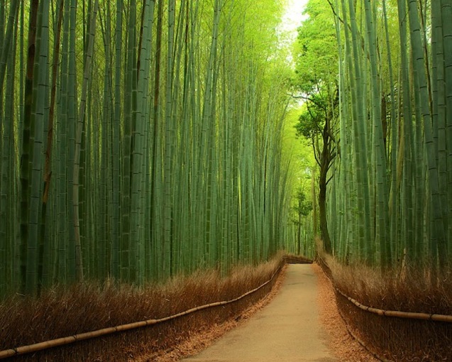 Бамбуковий ліс, Японія