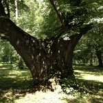 Загадочные деревья в Печерском парке
