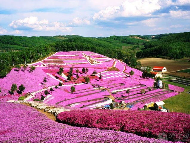 Парк Такіноуе з квітами щібазакура (рожевий Мосс), Японія