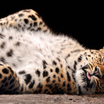 леопард (фото)