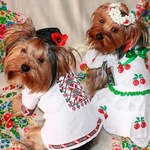 Ukrainian costume for pets