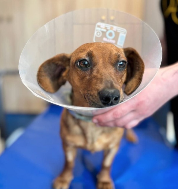 3 найчастіші питання власників про стерилізацію собак  1/1