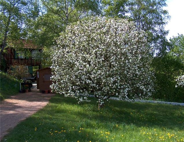 писанкове великоднє дерево в німеччині (фото)