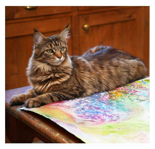 маленька художниця айріс і її кіт мейн-кун Тула (фото)