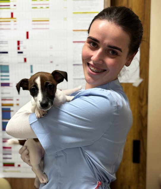 3 найчастіші питання власників про стерилізацію собак  1/1