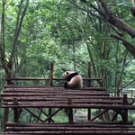 заповідник панд, Китай (фото)