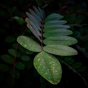 Український фотограф Віталій Марчук створює неймовірні макрофотографії квітів та рослин за допомогою смартфона 2/3