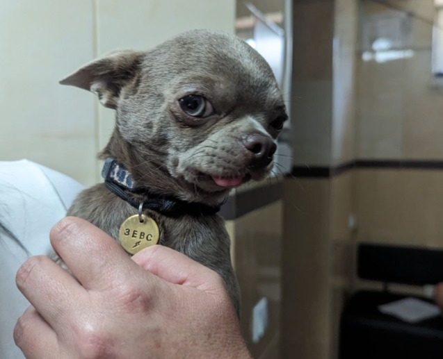 Запущений зубний камінь у собак 1/1