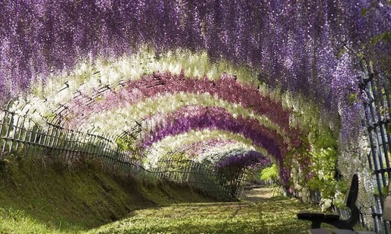 Надзвичайний тунель з гліциній в Японії