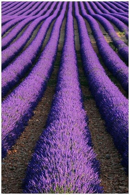 Що потрібно знати про Pantone 1/1