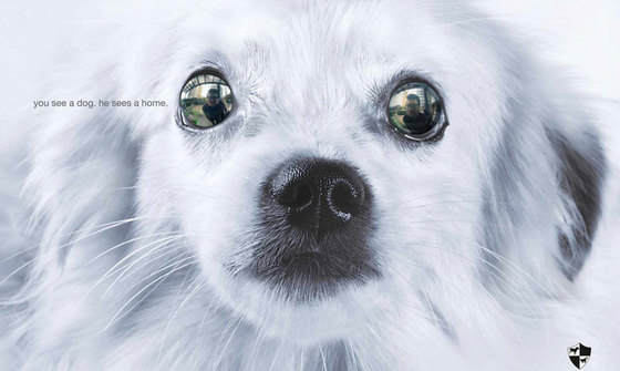 соціальна реклама - захист собак