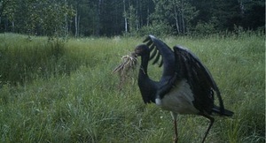 В Чорнобильській зоні з'явилися види тварин, які належать до Червоної книги