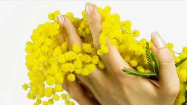 Мімози.