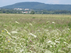 Моє місто в фотографіях (ЧЕРНІВЦІ)