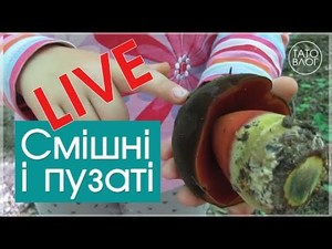 По гриби ходили... і НЕ в Карпатах ) - LIVE